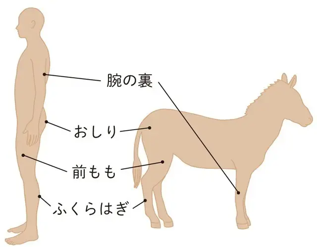 体重を支える部分の筋肉から落ちはじめる！