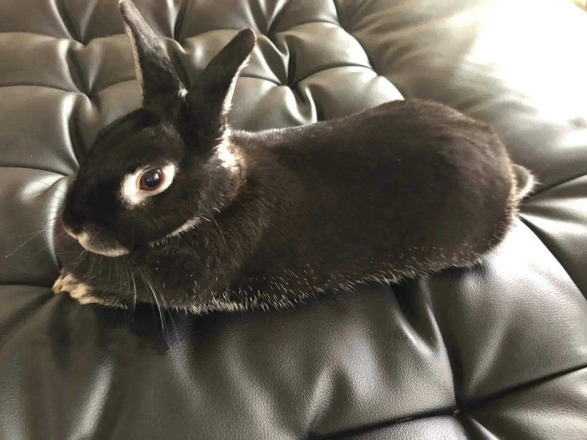 うさぎ　ネザーランドドワーフ　ブラックシルバーマーチン　おうち時間　ラビットラン　ラビットラン代官山　jマダム ペット　アニマルセラピー　ウサギマスター検定