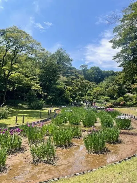 明治神宮の菖蒲田