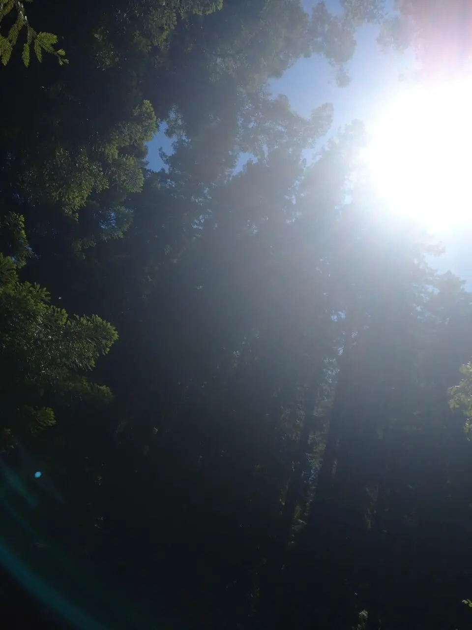 真夏の贅沢森林浴♡ミュアウッズ国定公園　の画像_12