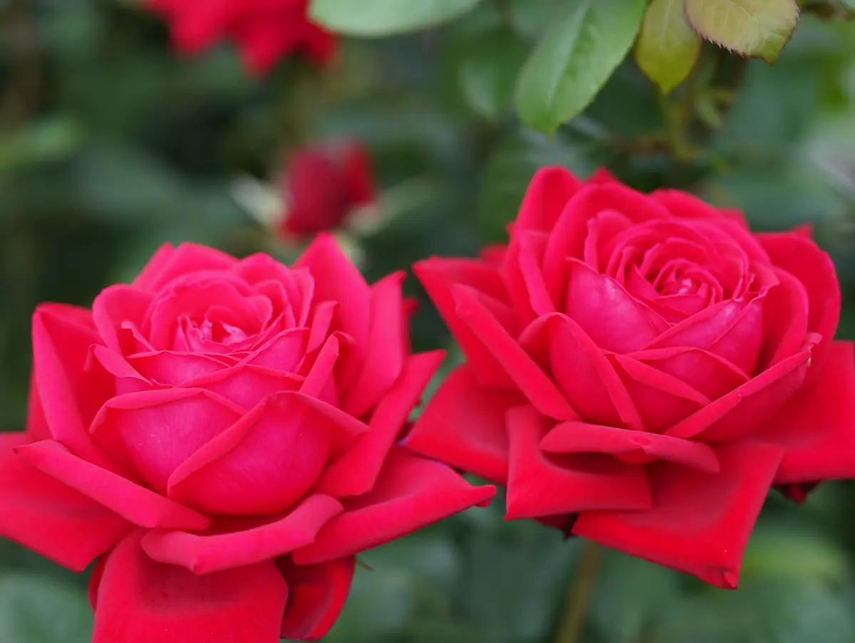 舞台前の気分転換、中之島バラ園へ🌹の画像_2