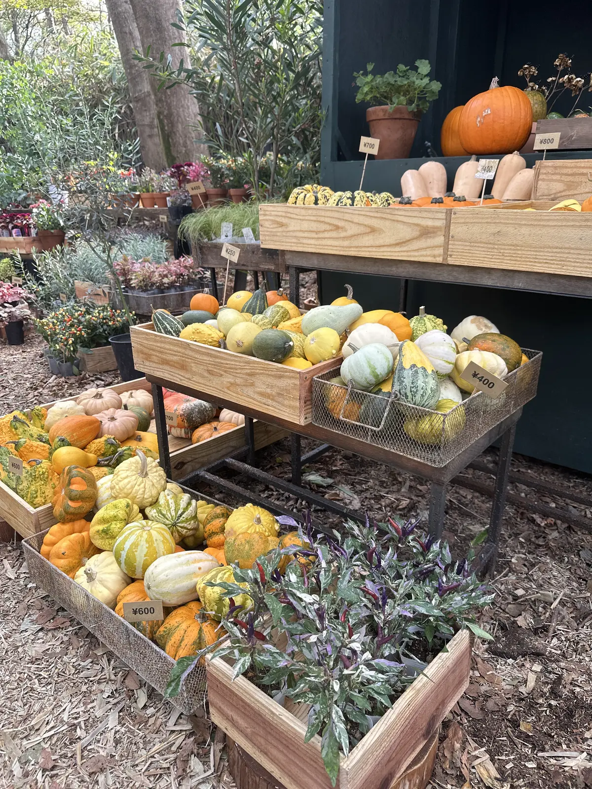 【ニコライバーグマン箱根ガーデンズ】大自の画像_7