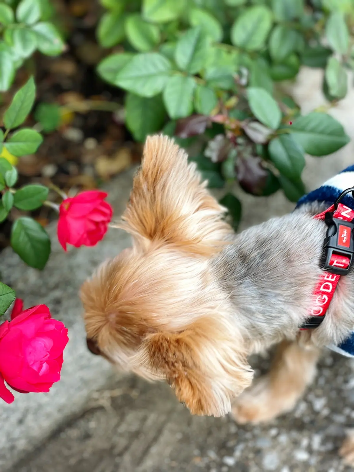 愛犬と横浜散歩の画像_1