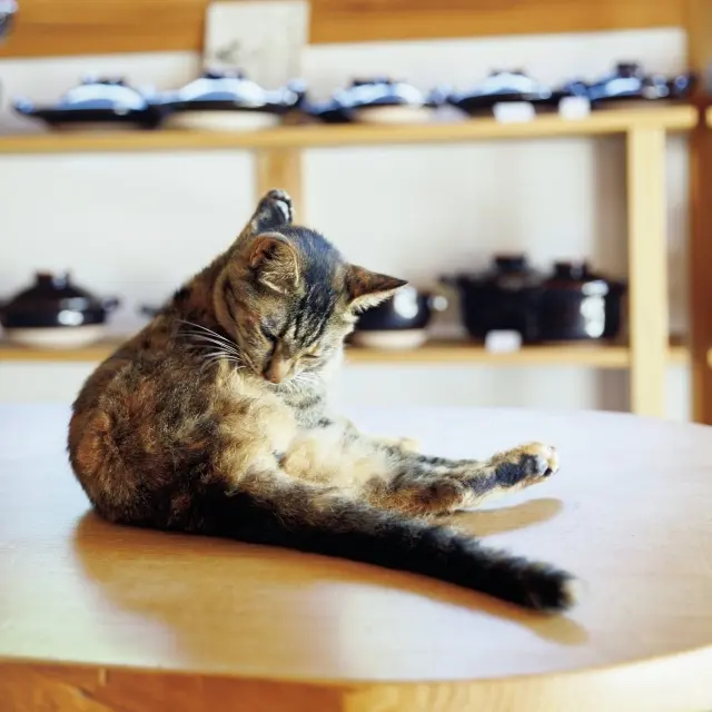 スレンダーでモデルのようなプロポーションのHANA