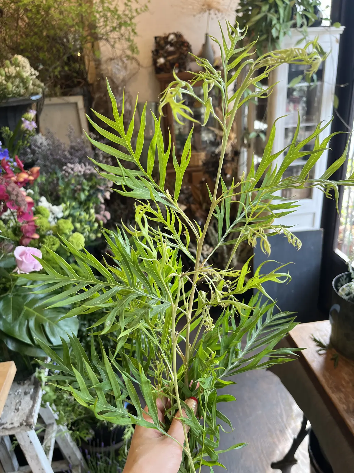 最近の〝花活〟の画像_9