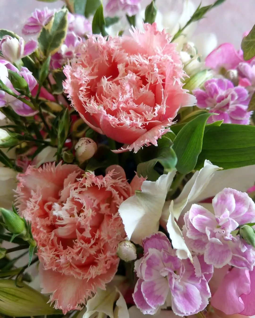 フリンジ咲きのクイーンズランドという品種のチューリップ