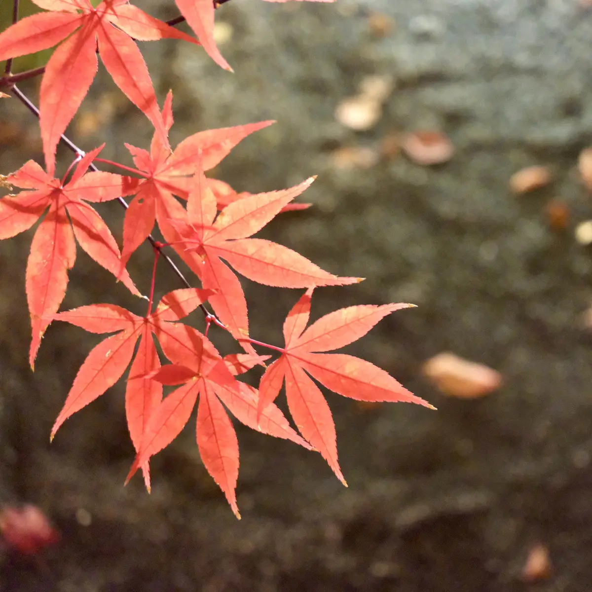 京都「永観堂」のライトアップされた夜の紅葉