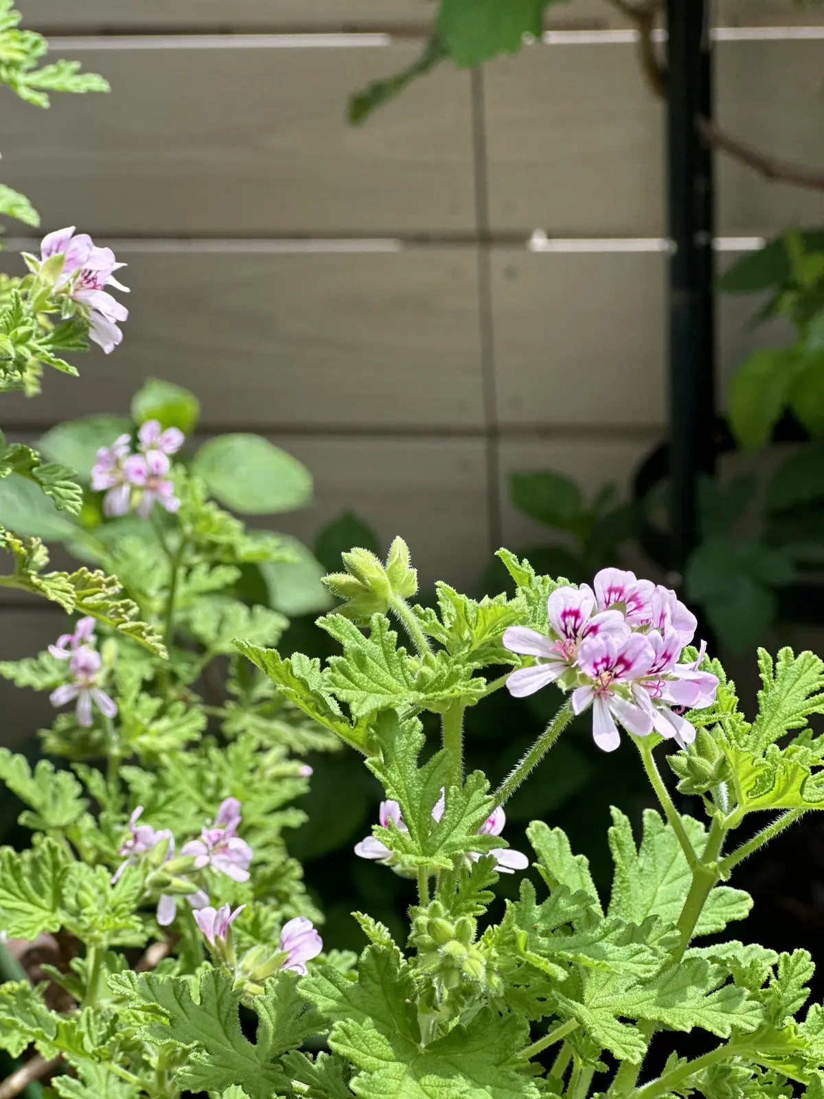 ハーブのある暮らし・・NO HERB Nの画像_9