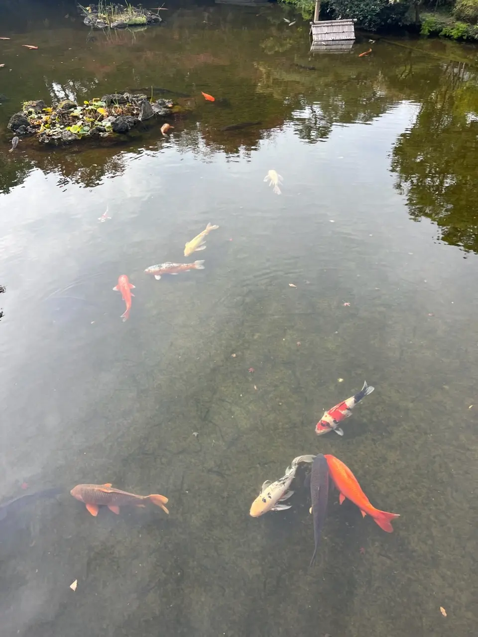 秋の美しい庭園で愉しむ鉄板焼き@石心亭の画像_24