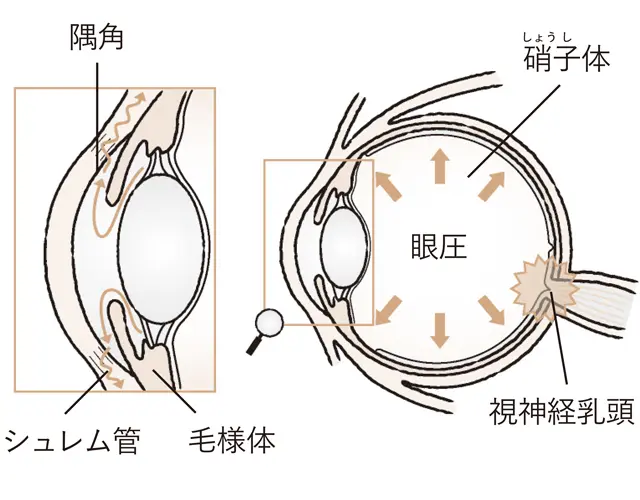 房水の流れと眼圧の維持