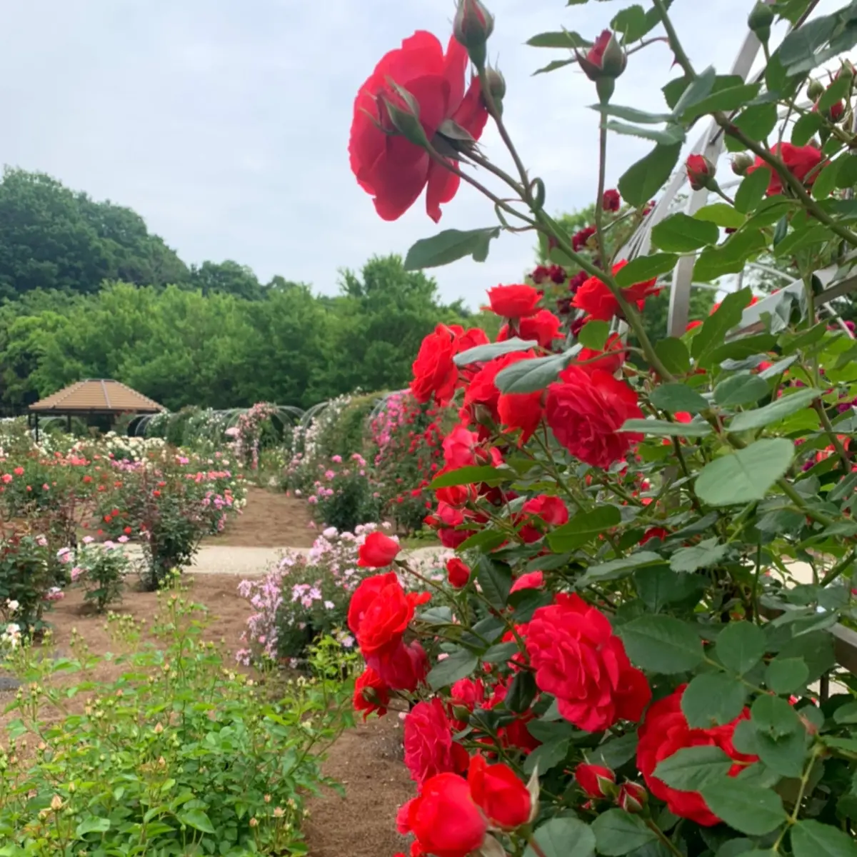 ぎふワールド・ローズガーデン　スイーツ編の画像_5