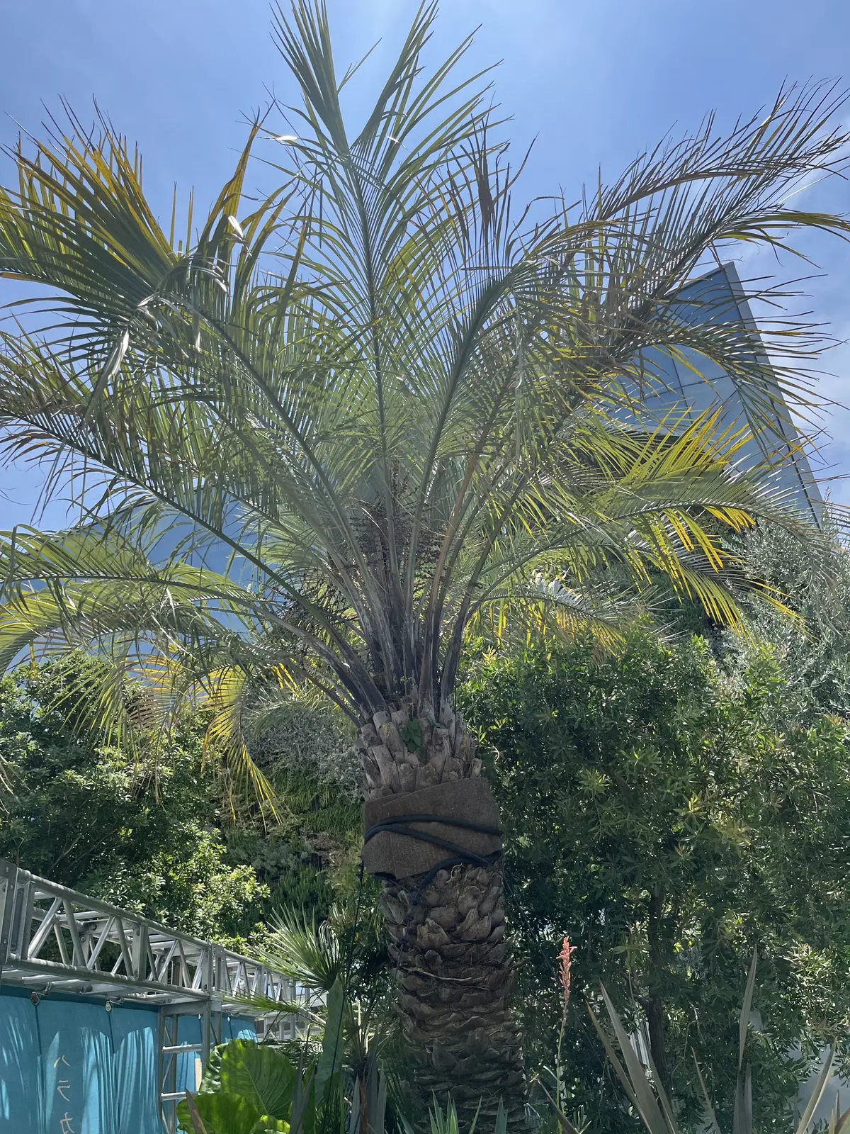 暑〜い週末に涼しげなランチをの画像_4