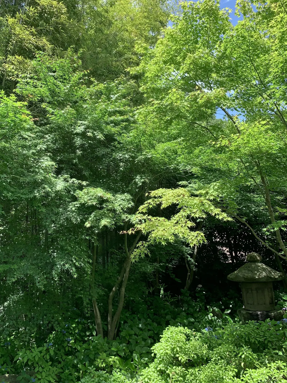 一条恵観山荘（いちじょうえかんさんそう）　若葉