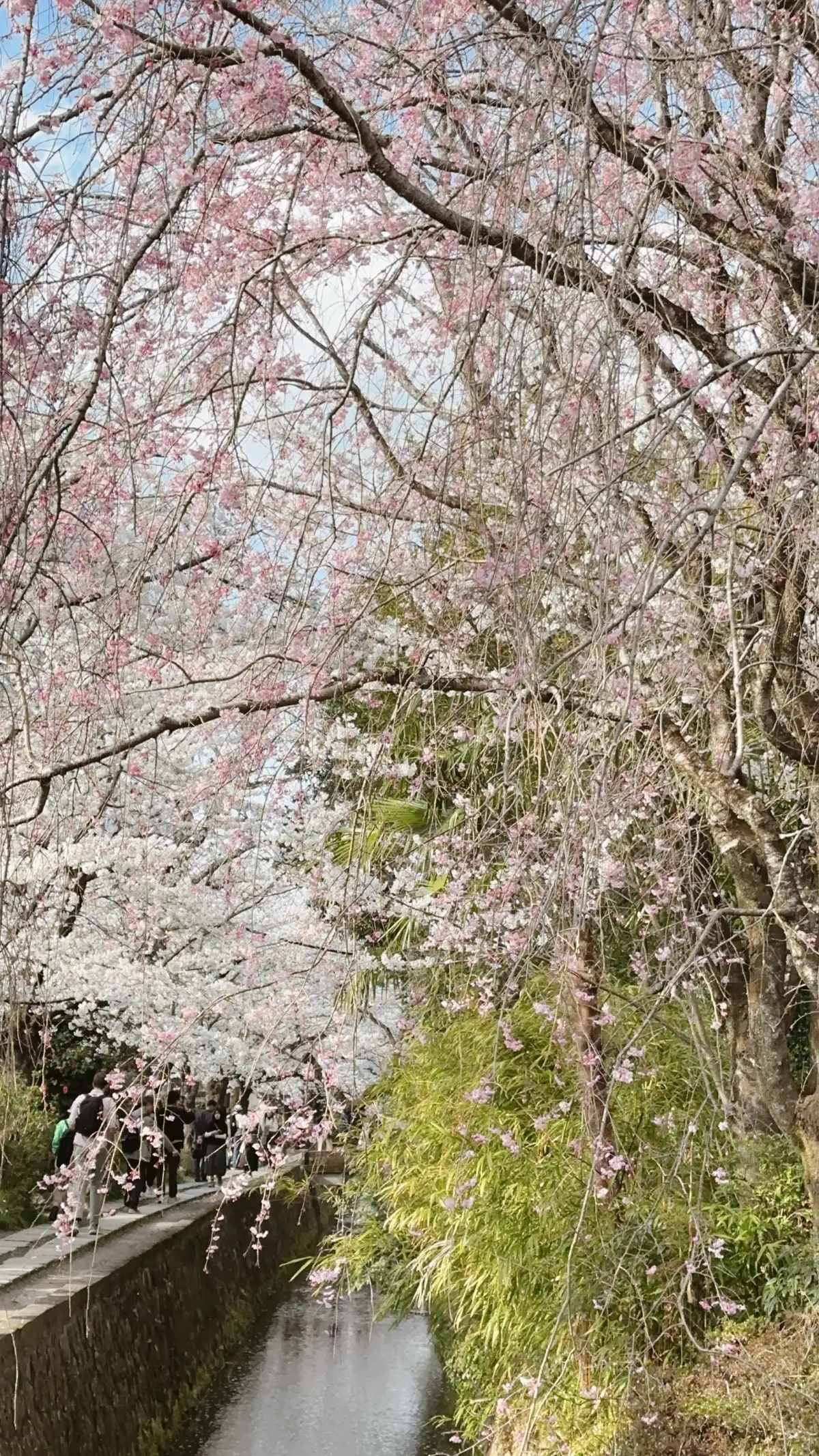京都哲学の道の桜