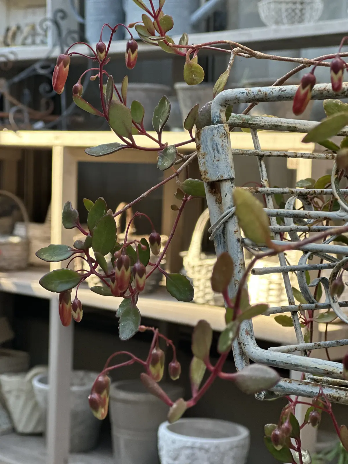 春分あけ、春の陽気に包まれて・・・の画像_8