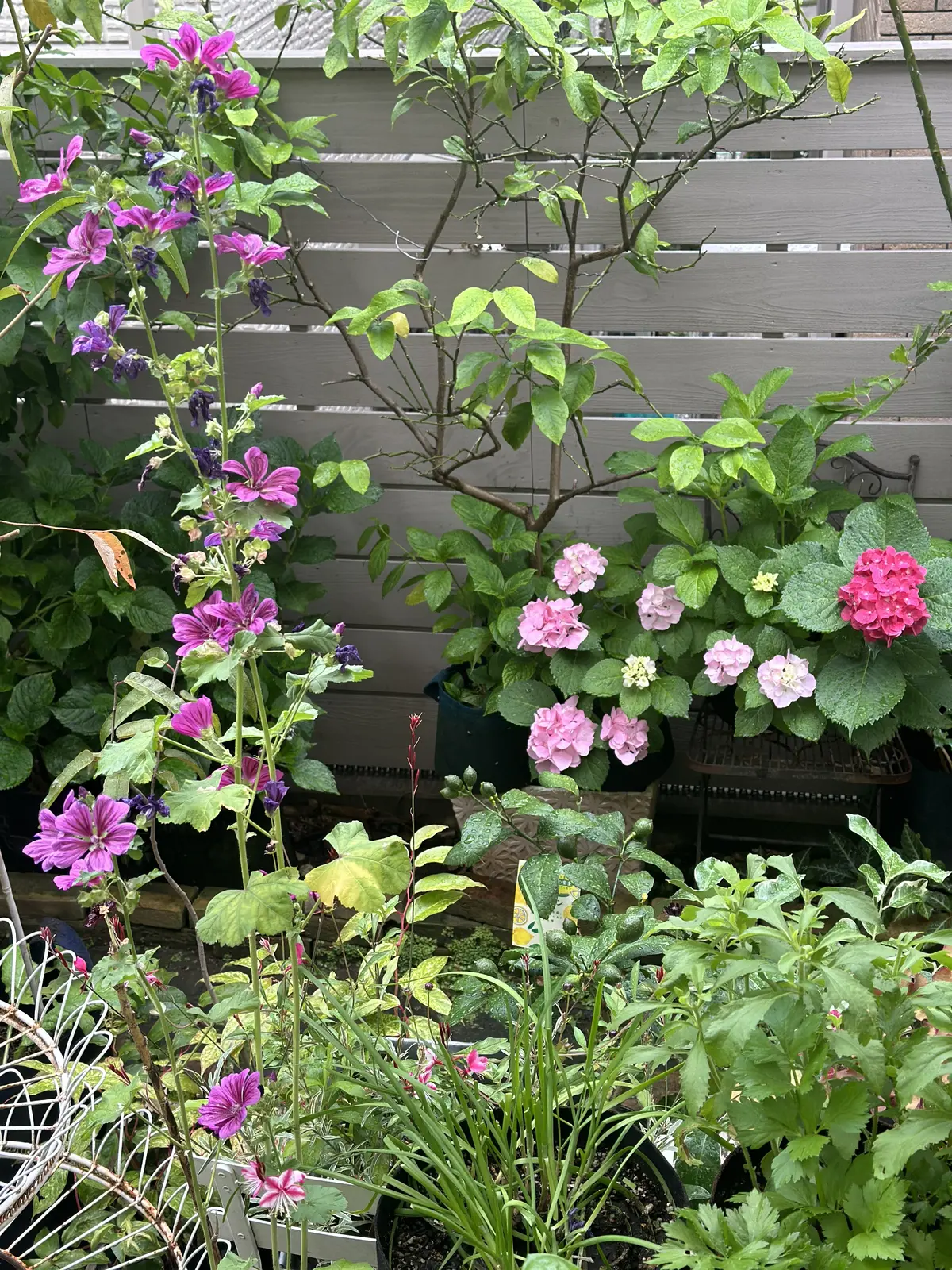 ハーブのある暮らし・・NO HERB Nの画像_2