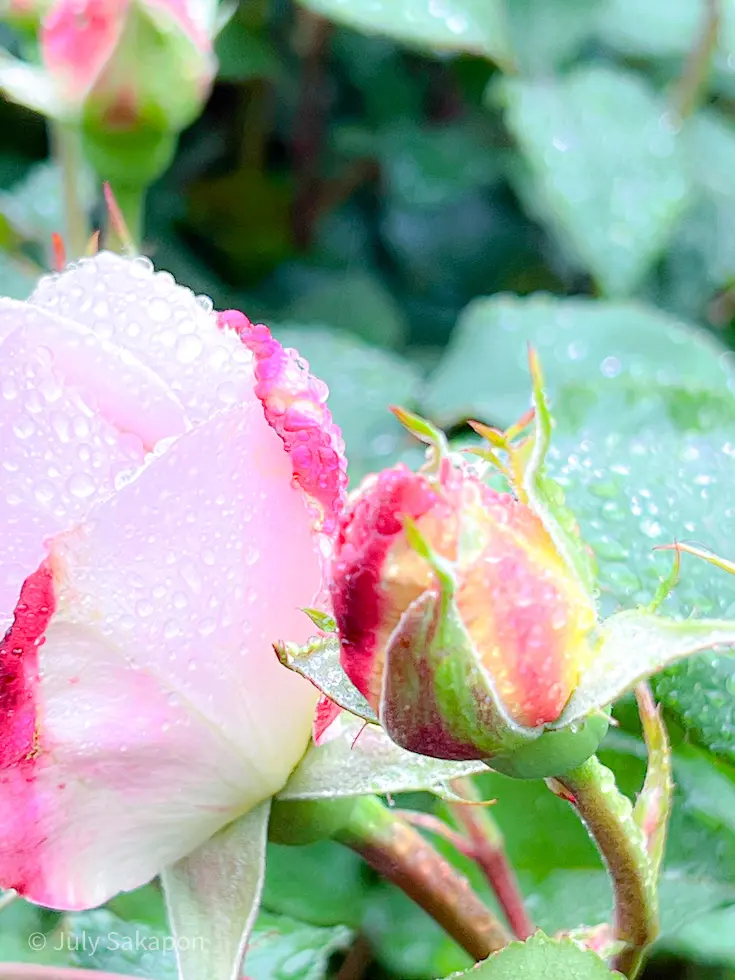 雨のバラ園へ行ってみた@横浜イングリッシの画像_7