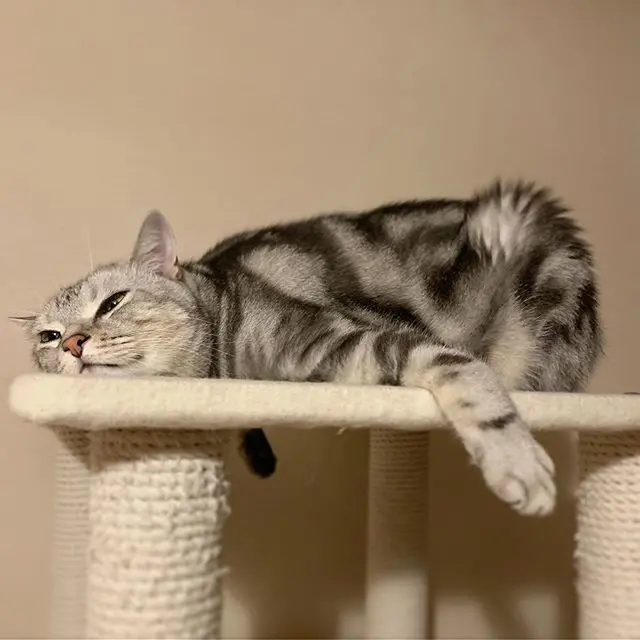 アラン 猫 インスタキャット アメリカンショートヘア アメショー