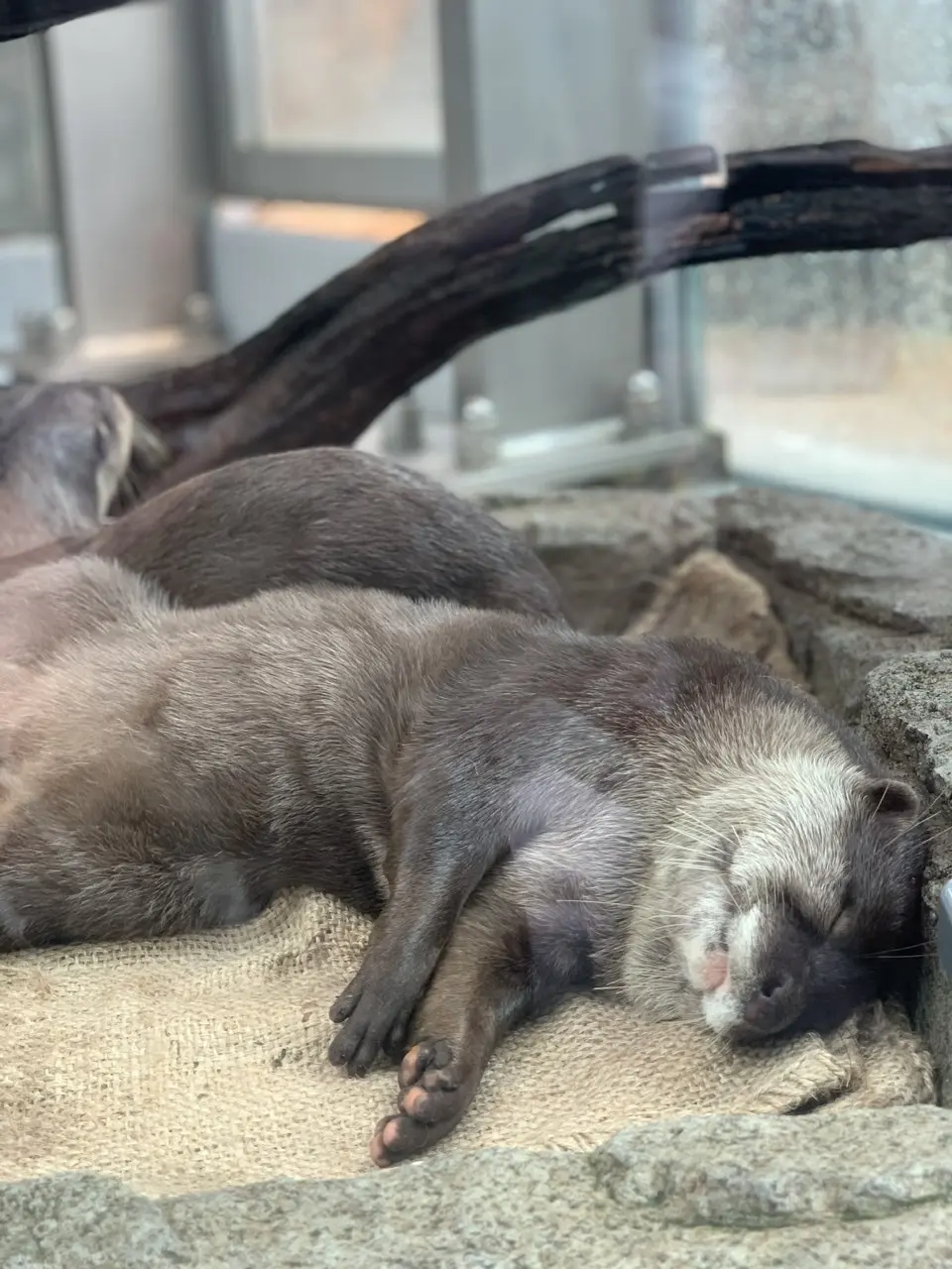 五感で楽しむ、新感覚の水族館【アトア】への画像_4