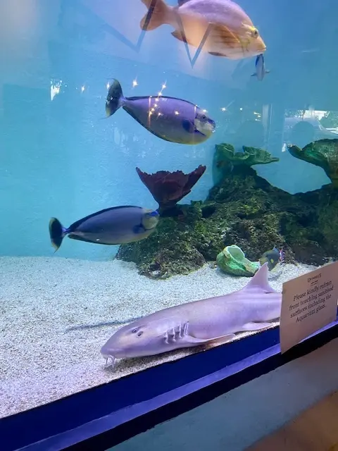 オーストラリア旅行　　キュランダへ　☆の画像_7