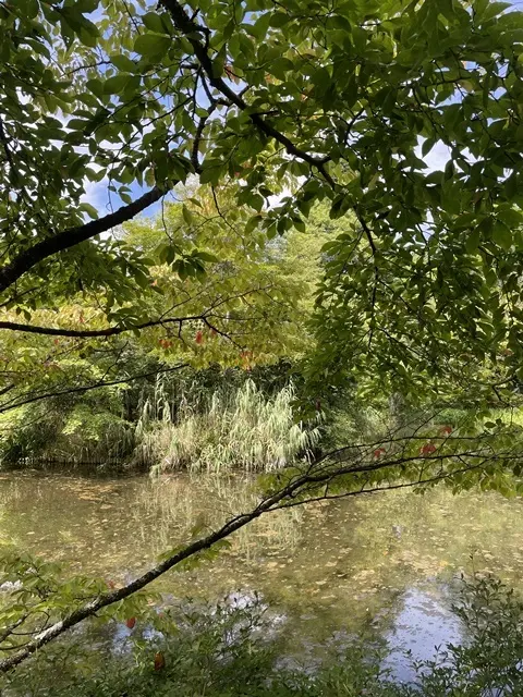 軽井沢　雲場池