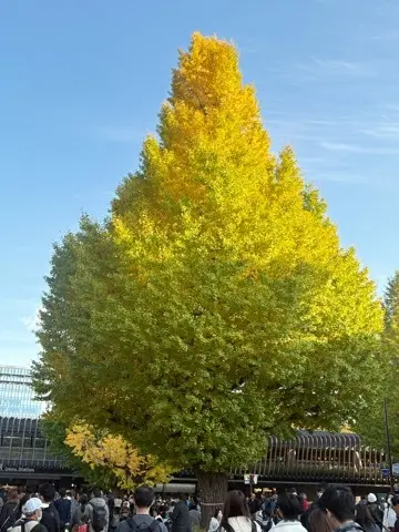 国立西洋美術館〜印象派〜展への画像_2