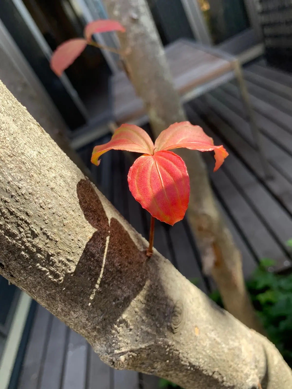 関西の紅葉真っ盛り楽しみました～　有馬温の画像_4