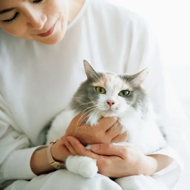 保護猫だが人懐っこく抱っこ好き