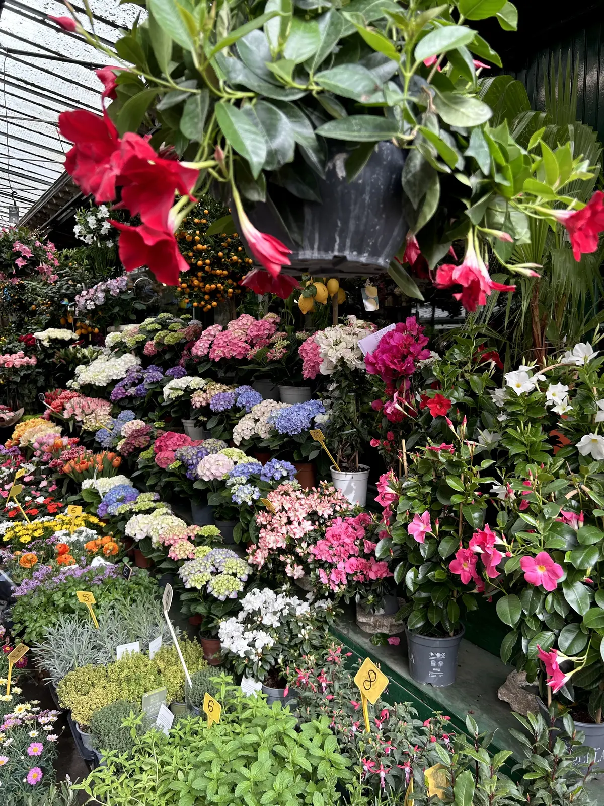 パリ　シテ島　花市場　Marche aux Fleurs Reine Elizabeth II de Paris 花市場　マルシェ・オ・フルール・レーヌ・エリザベス2世