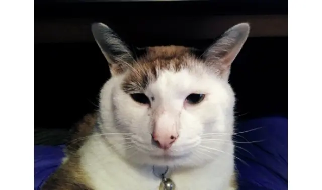 【あの人の溺愛ねこ図鑑 第11回】和田ラの画像_4