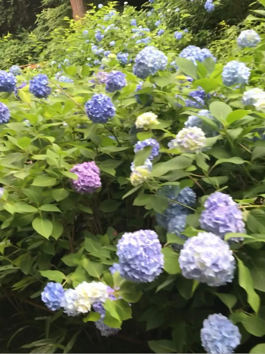 鎌倉　名所　国指定史跡