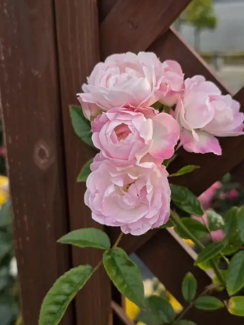 サンポート高松のレストランでお食事の画像_4
