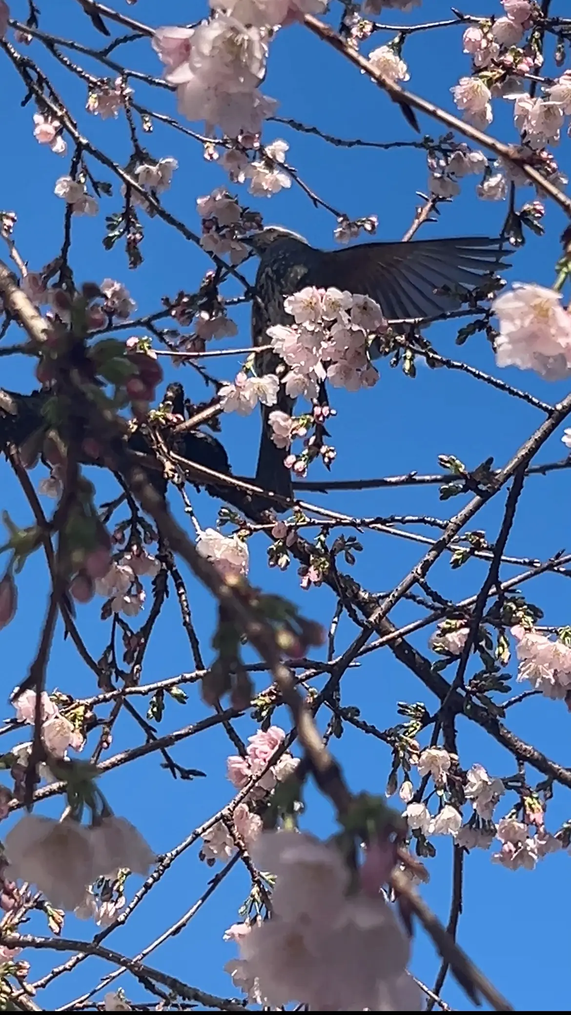 春のヘア♡大人のふわゆる巻きスタイルの画像_8