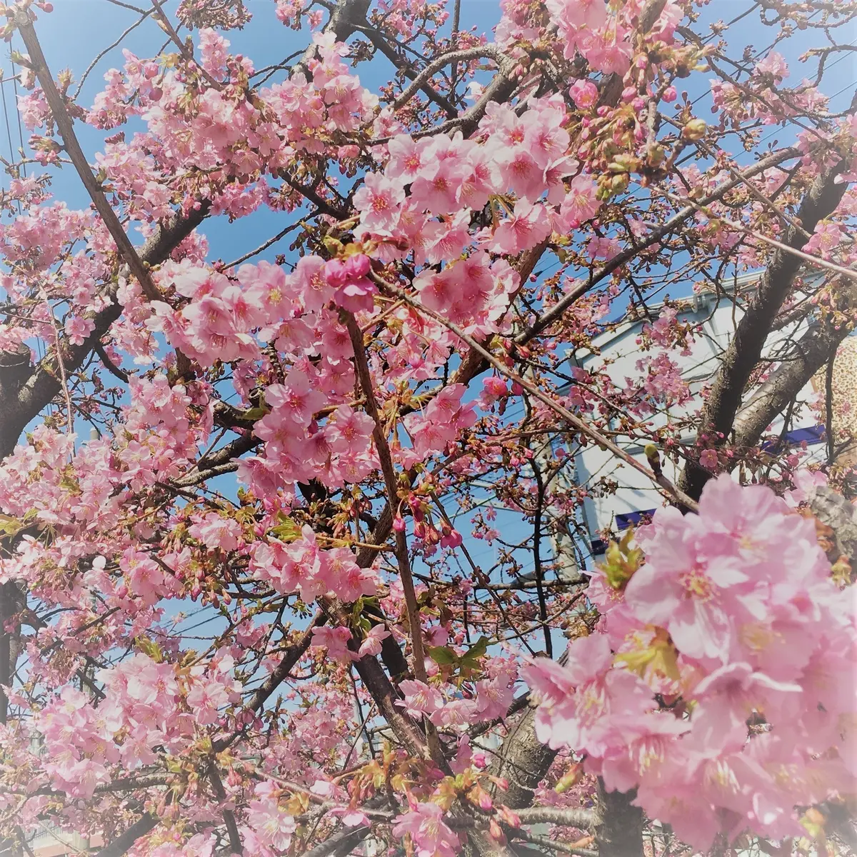 河津桜が見ごろを迎えています