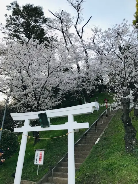 サクラを求めて熊野神社