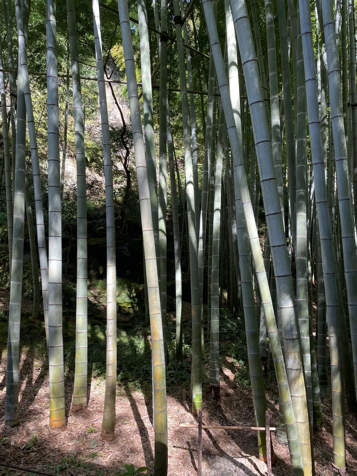 運動を兼ねて、いざ鎌倉報国寺への画像_3