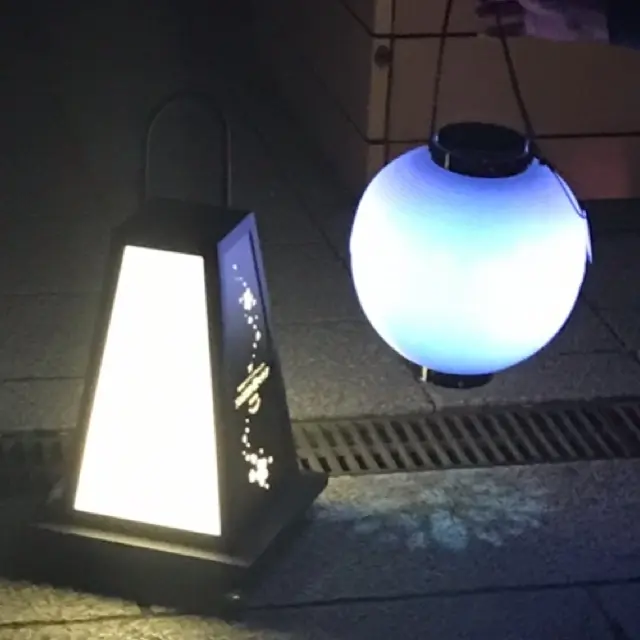 お花見　参拝　開花