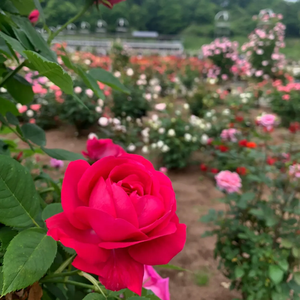 ぎふワールド・ローズガーデン　スイーツ編の画像_4