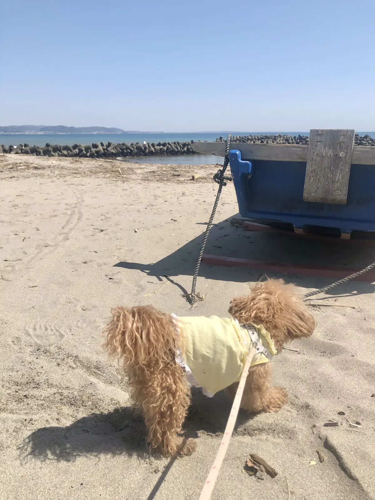 鎌倉、海の近く。桜と浜辺とパン屋さんへ朝の画像_9