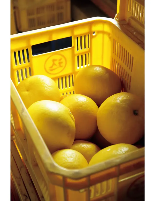 有元葉子　高知