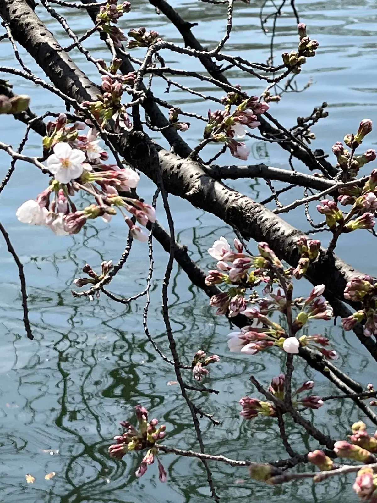 吉祥寺で花活♬の画像_1