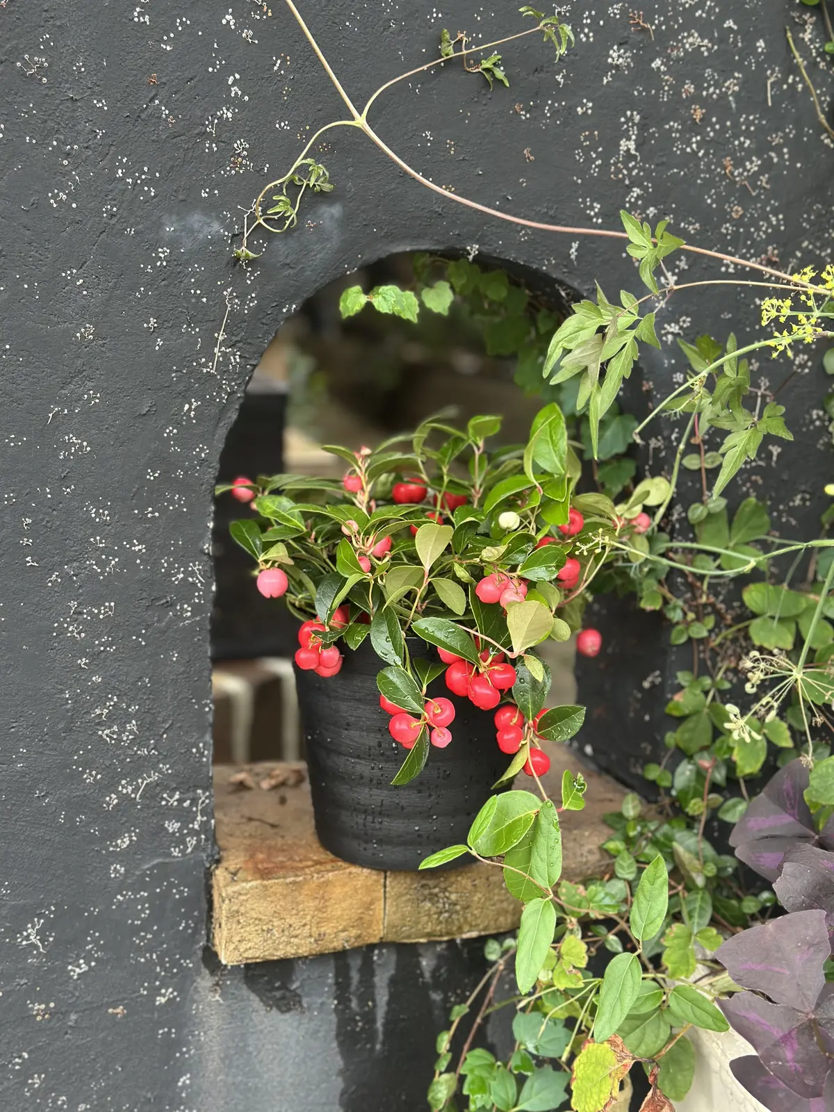 10月も下旬、本格的な秋到来！植物たちもの画像_1