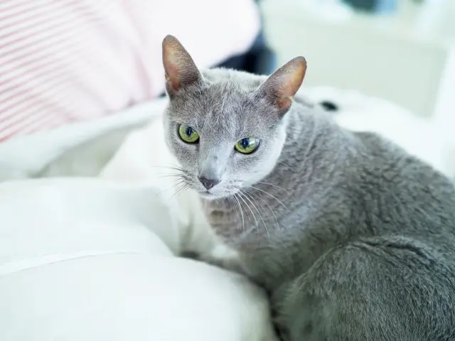 ボーテ　13歳・♂ ロシアンブルー