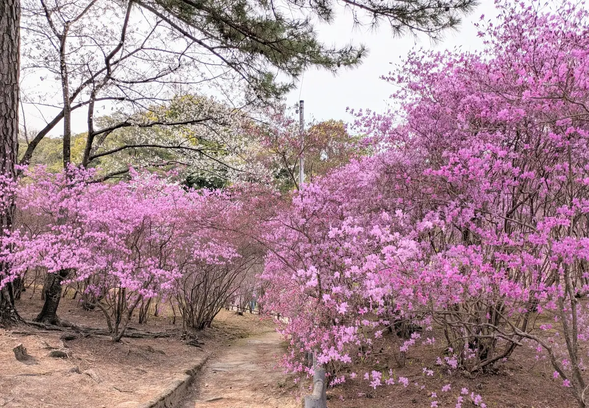 春の陽気に誘われて、廣田神社へご参拝とおの画像_5