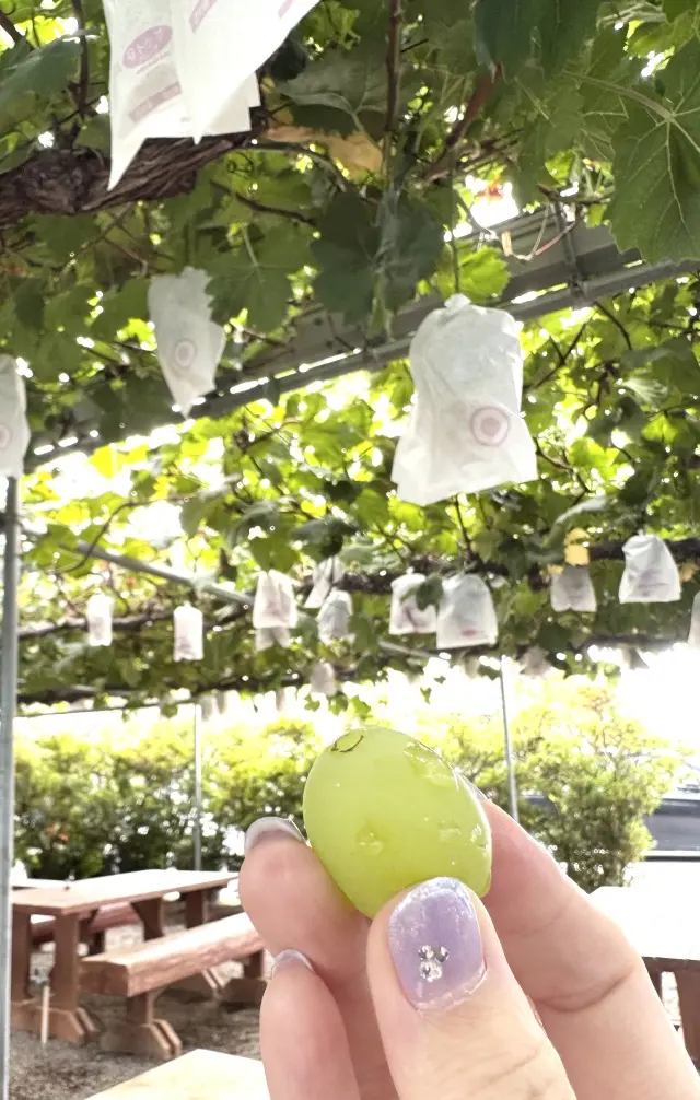 秋の贅沢時間シャインマスカット食べ放題のの画像_10