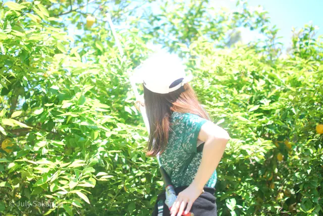 【さかぽんの冒険】海からの風香るレモン狩の画像_15