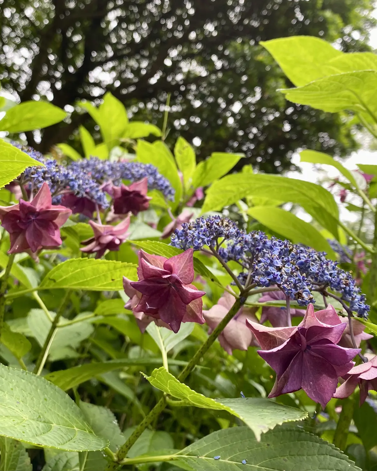 ボルドーカラーの紫陽花
