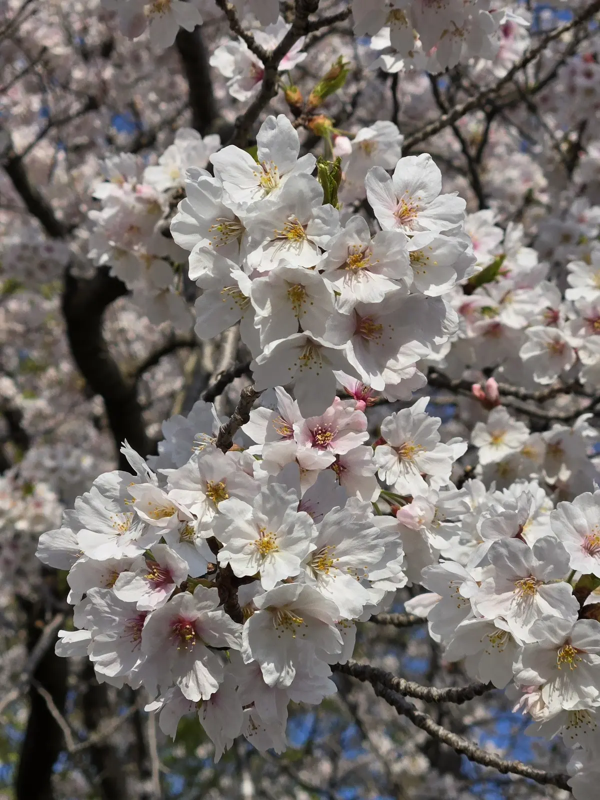 コーディネートで振り返る4月の画像_11