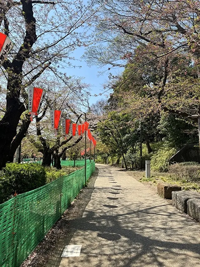 葉桜になってましたが、十分に美しい！