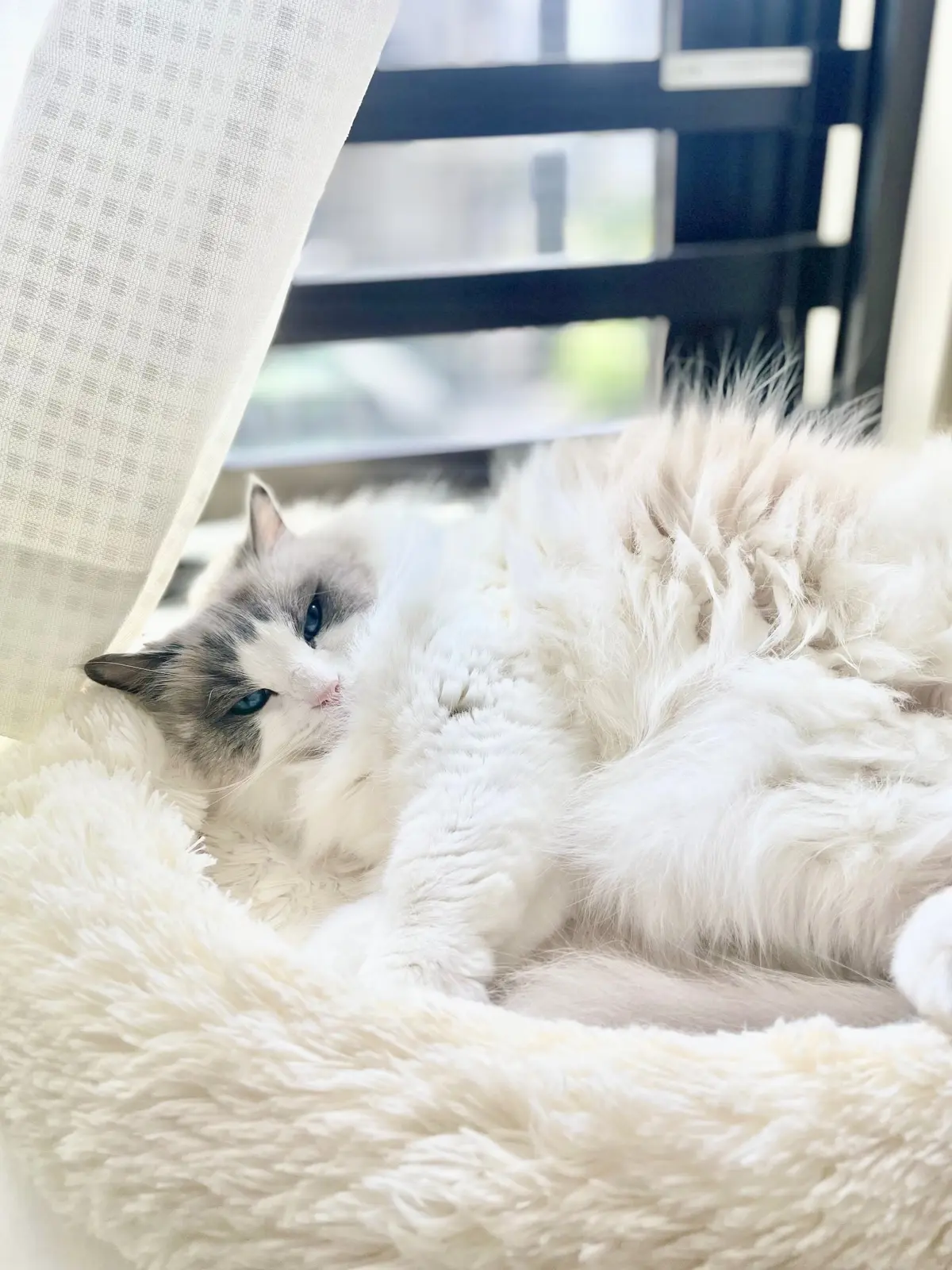 猫（下の子）の開き